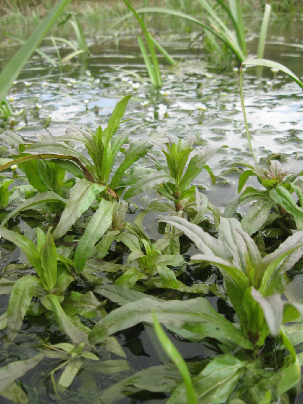 pianta acquatica in canale: Veronica cfr. catenata (Plantaginaceae)